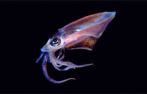 Criaturas inacreditáveis do fundo do mar - parte 2 translucent squid newbert 1145416 g | Animais | animais, bichos, bizarro, criaturas, curioso, estranho, incrível, peixe, peixes