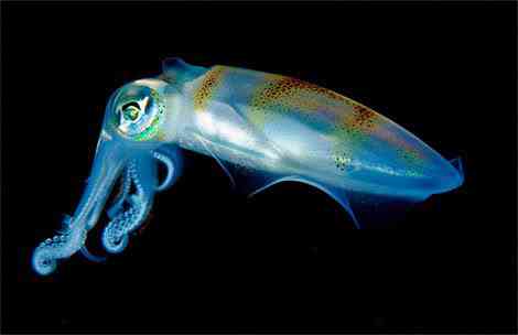 Criaturas inacreditáveis do fundo do mar - parte 2 translucent squid portrait newbert | Animais | animais, bichos, bizarro, criaturas, curioso, estranho, incrível, peixe, peixes