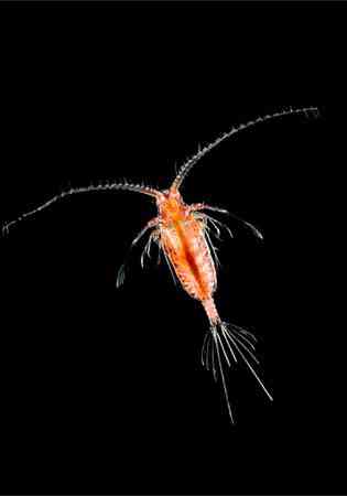 Criaturas inacreditáveis do fundo do mar - parte 2 translucent zooplankton arndt 11513 | Animais | animais, bichos, bizarro, criaturas, curioso, estranho, incrível, peixe, peixes