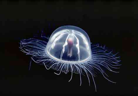 Criaturas inacreditáveis do fundo do mar - parte 2 transparent jellyfish 689547 ga | Animais | animais, bichos, bizarro, criaturas, curioso, estranho, incrível, peixe, peixes