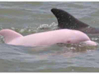 Albinismo: O branco que a natureza merece tt Pink Albino Dolphin431 | Animais | animais, bichos, bizarro, cachorro, curioso, mutante, peixe