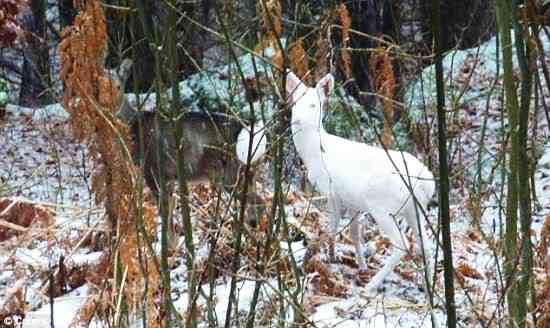 Albinismo: O branco que a natureza merece white bambi | Animais | animais, bichos, bizarro, cachorro, curioso, mutante, peixe