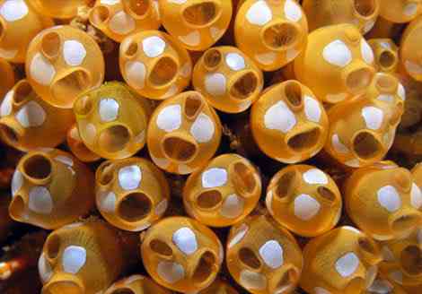 Criaturas inacreditáveis do fundo do mar - parte 2 white spotted sea squirts 961467 ga | Animais | animais, bichos, bizarro, criaturas, curioso, estranho, incrível, peixe, peixes