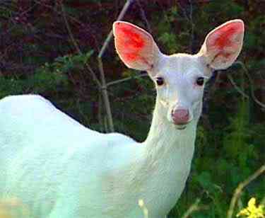 Albinismo: O branco que a natureza merece white deer | Animais | animais, bichos, bizarro, cachorro, curioso, mutante, peixe