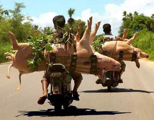 A arte de transportar 002 pigs | Animais | bicicleta, bizarrice, bizarro, carga, china, curioso, índia, maluco, moto, pesado