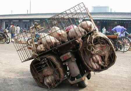 A arte de transportar 1742028213 1f8f90378d o | Animais | bicicleta, bizarrice, bizarro, carga, china, curioso, índia, maluco, moto, pesado