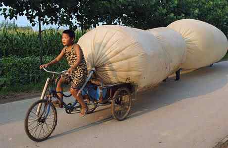 A arte de transportar 354637044 d750e8ad4d | Animais | bicicleta, bizarrice, bizarro, carga, china, curioso, índia, maluco, moto, pesado