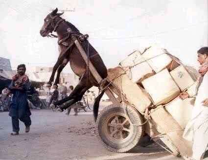 A arte de transportar UPTURNDONKCART | Animais | bicicleta, bizarrice, bizarro, carga, china, curioso, índia, maluco, moto, pesado