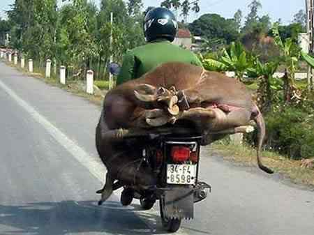 A arte de transportar a96702 load12 | Animais | bicicleta, bizarrice, bizarro, carga, china, curioso, índia, maluco, moto, pesado