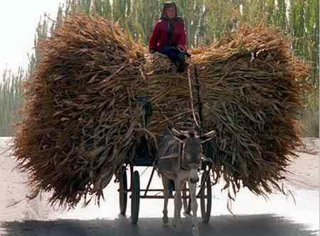 A arte de transportar a96702 load15 | Animais | bicicleta, bizarrice, bizarro, carga, china, curioso, índia, maluco, moto, pesado