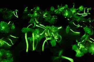 Os mais incríveis fungos e líquens da natureza 061026 fungi glow big | Curiosidades | bizarro, curioso, fungos, incrível, líquens