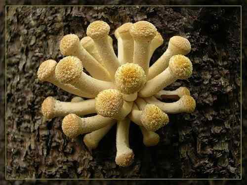 Os mais incríveis fungos e líquens da natureza 0 191d1 1e81206b L | Curiosidades | bizarro, curioso, fungos, incrível, líquens