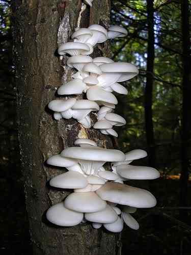 Os mais incríveis fungos e líquens da natureza 0 1b818 31ed960c L | Curiosidades | bizarro, curioso, fungos, incrível, líquens