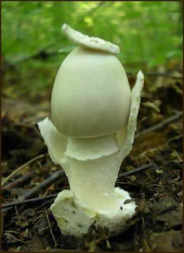Os mais incríveis fungos e líquens da natureza 0 1b81c 153e996e L | Curiosidades | bizarro, curioso, fungos, incrível, líquens