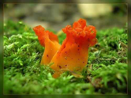 Os mais incríveis fungos e líquens da natureza 0 1d42e 1700c9b9 L | Curiosidades | bizarro, curioso, fungos, incrível, líquens