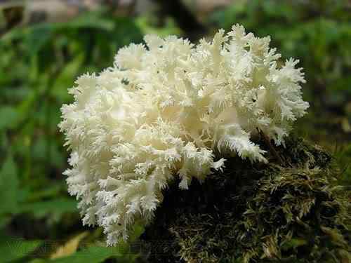 Os mais incríveis fungos e líquens da natureza 0 28aaa bea23165 L | Curiosidades | bizarro, curioso, fungos, incrível, líquens