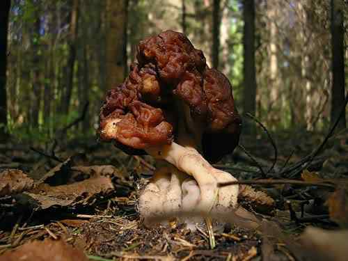Os mais incríveis fungos e líquens da natureza 0 2aa04 b0a2267c L | Curiosidades | bizarro, curioso, fungos, incrível, líquens