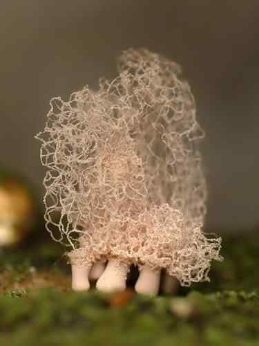 Os mais incríveis fungos e líquens da natureza 0 350c8 ed0ab963 L | Curiosidades | bizarro, curioso, fungos, incrível, líquens
