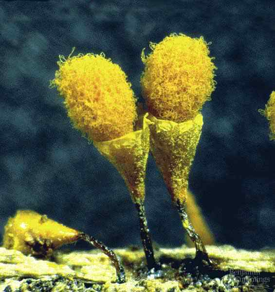 Os mais incríveis fungos e líquens da natureza 28 29x2 SlimeMoldSporangia | Curiosidades | bizarro, curioso, fungos, incrível, líquens