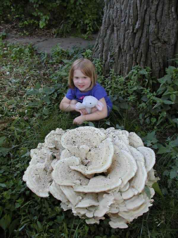 Os mais incríveis fungos e líquens da natureza 754831434 mushroom t640 | Curiosidades | bizarro, curioso, fungos, incrível, líquens