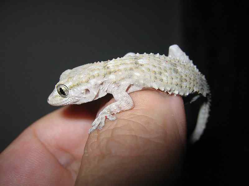 Lagartixas, animais incríveis Photobucket
