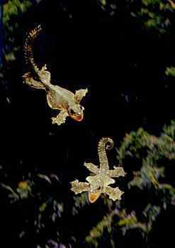 Lagartixas, animais incríveis Photobucket