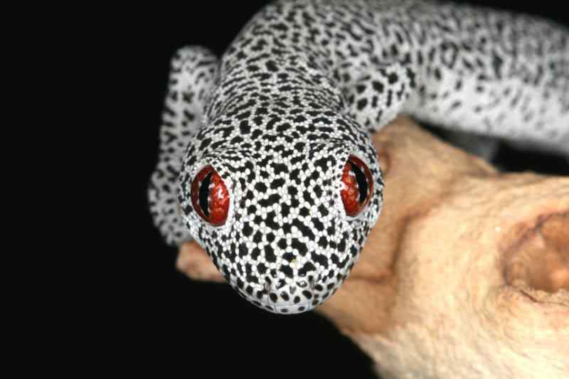 Lagartixas, animais incríveis Photobucket