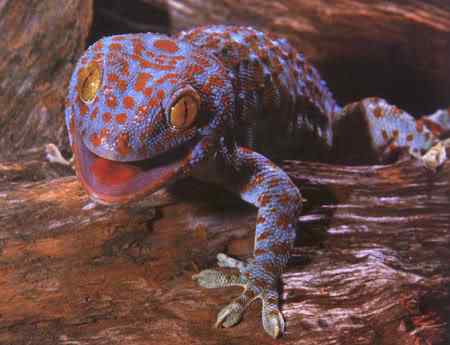 Lagartixas, animais incríveis Photobucket