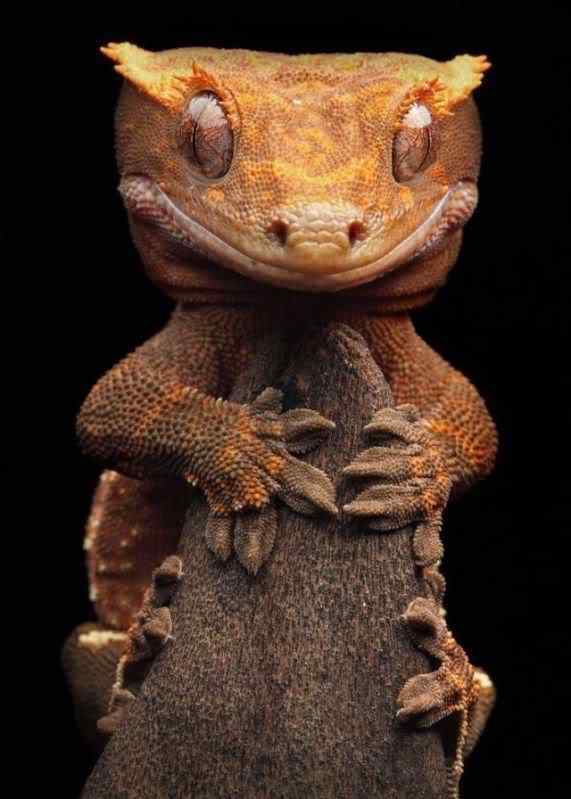 Lagartixas, animais incríveis Photobucket
