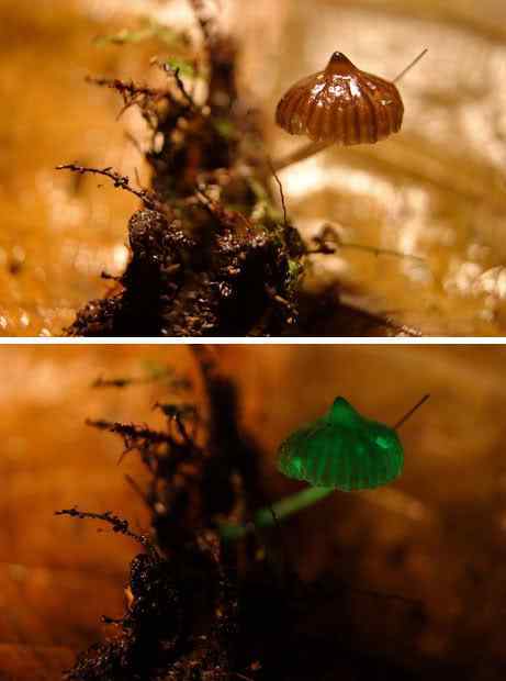 Os mais incríveis fungos e líquens da natureza beforeafterva4 | Curiosidades | bizarro, curioso, fungos, incrível, líquens