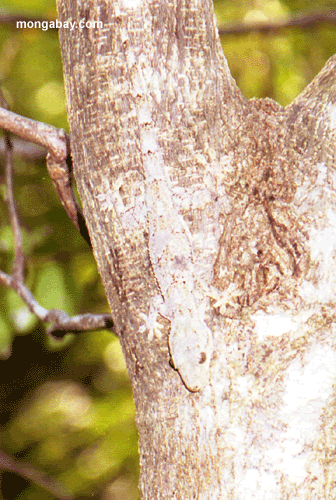 Lagartixas, animais incríveis Photobucket