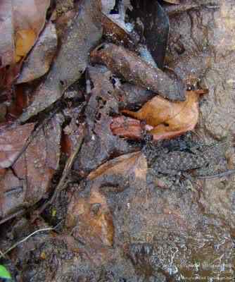 Lagartixas, animais incríveis Photobucket