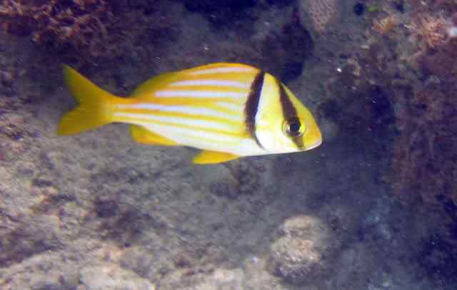 10 Peixes curiosos do mar de Porto de Galinhas salema | Animais | animais, bichos, dicas, mergulho, peixes, porto de galinhas