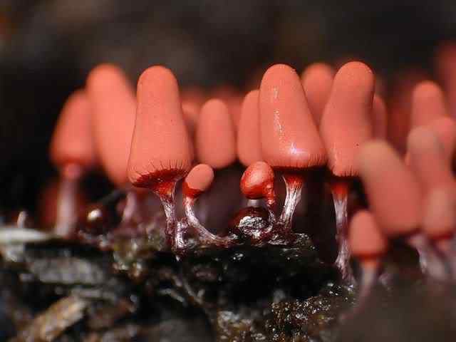 Os mais incríveis fungos e líquens da natureza slime mold 01 | Curiosidades | bizarro, curioso, fungos, incrível, líquens