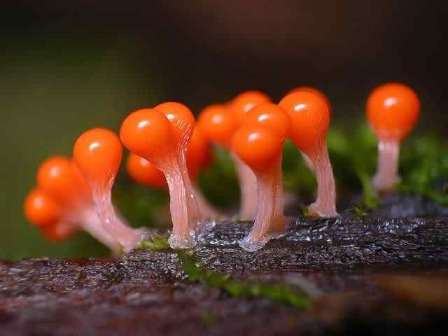 Os mais incríveis fungos e líquens da natureza slime mold 02 | Curiosidades | bizarro, curioso, fungos, incrível, líquens