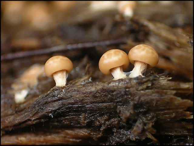 Os mais incríveis fungos e líquens da natureza slime mold 03 | Curiosidades | bizarro, curioso, fungos, incrível, líquens
