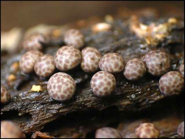 Os mais incríveis fungos e líquens da natureza slime mold 04 | Curiosidades | bizarro, curioso, fungos, incrível, líquens