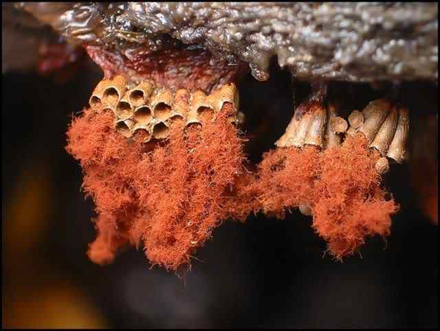 Os mais incríveis fungos e líquens da natureza slime mold 07 | Curiosidades | bizarro, curioso, fungos, incrível, líquens