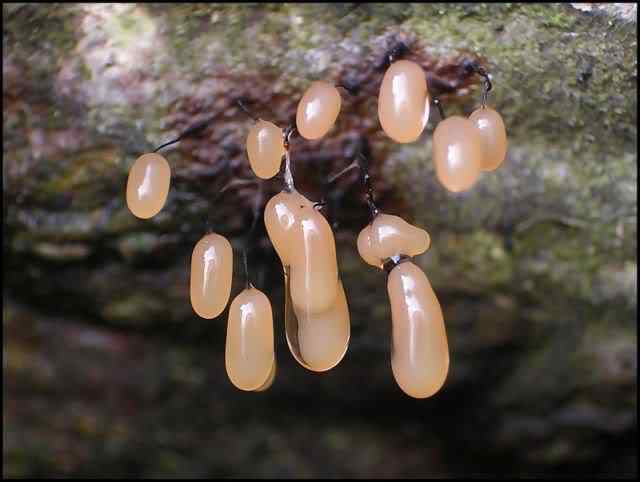 Os mais incríveis fungos e líquens da natureza slime mold 08 | Curiosidades | bizarro, curioso, fungos, incrível, líquens