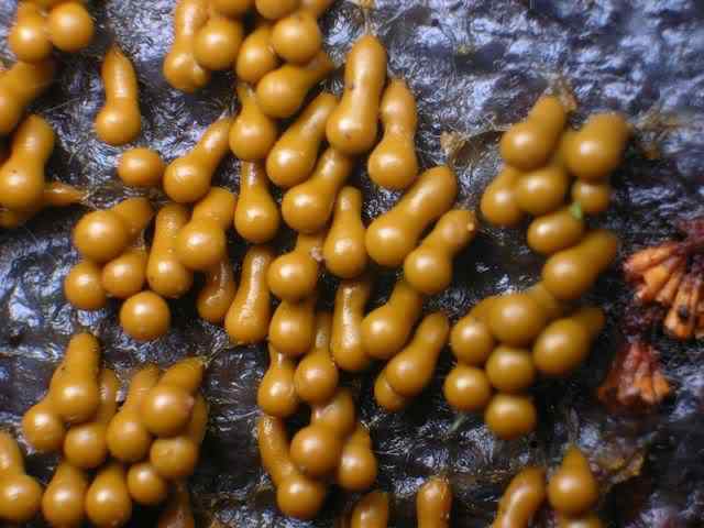 Os mais incríveis fungos e líquens da natureza slime mold 09 | Curiosidades | bizarro, curioso, fungos, incrível, líquens