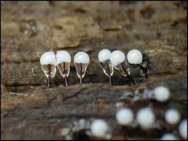 Os mais incríveis fungos e líquens da natureza slime mold 10 | Curiosidades | bizarro, curioso, fungos, incrível, líquens