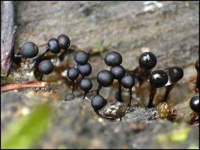 Os mais incríveis fungos e líquens da natureza slime mold 11 | Curiosidades | bizarro, curioso, fungos, incrível, líquens