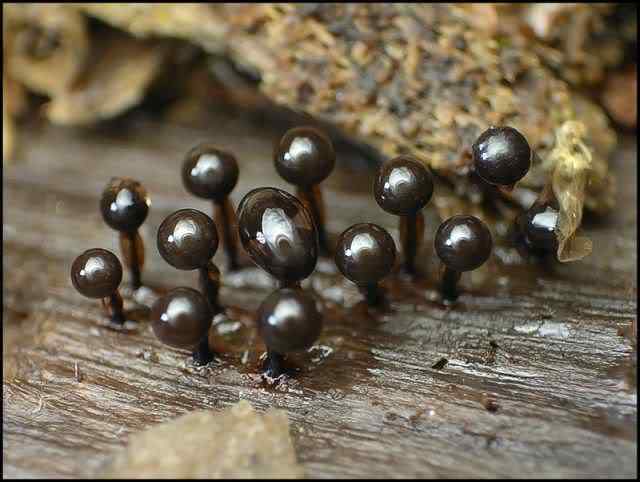 Os mais incríveis fungos e líquens da natureza slime mold 12 | Curiosidades | bizarro, curioso, fungos, incrível, líquens
