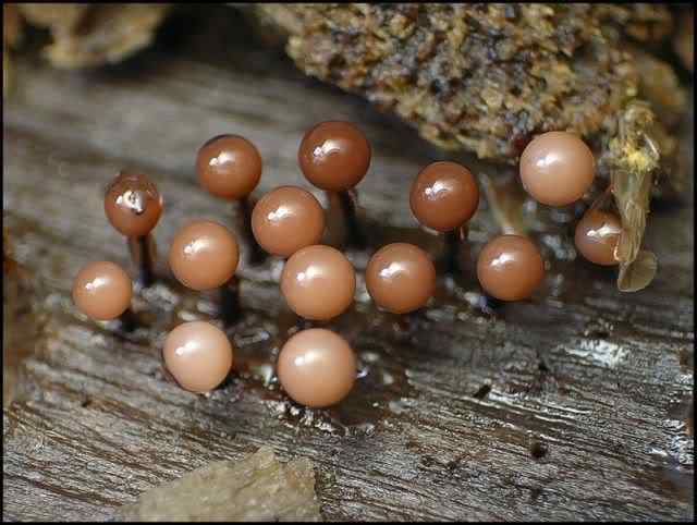 Os mais incríveis fungos e líquens da natureza slime mold 13 | Curiosidades | bizarro, curioso, fungos, incrível, líquens