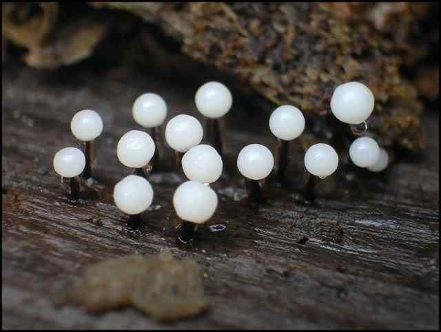 Os mais incríveis fungos e líquens da natureza slime mold 14 | Curiosidades | bizarro, curioso, fungos, incrível, líquens