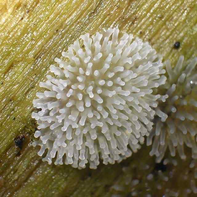 Os mais incríveis fungos e líquens da natureza slime mold 16 | Curiosidades | bizarro, curioso, fungos, incrível, líquens