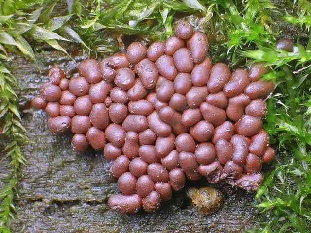 Os mais incríveis fungos e líquens da natureza slime mold 17 | Curiosidades | bizarro, curioso, fungos, incrível, líquens