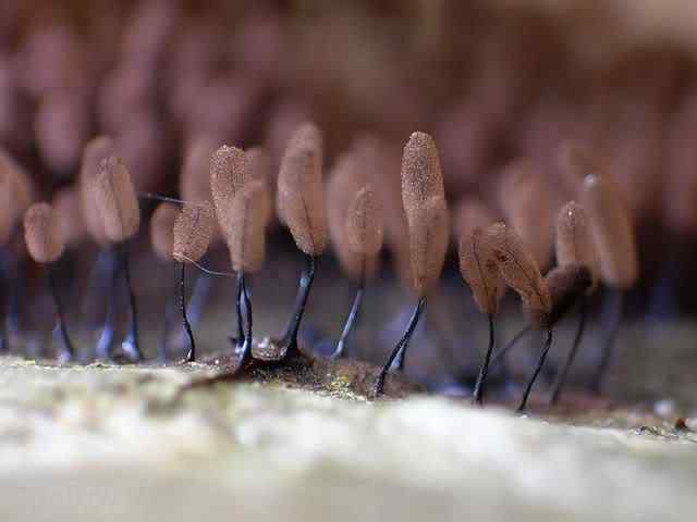 Os mais incríveis fungos e líquens da natureza slime mold 18 | Curiosidades | bizarro, curioso, fungos, incrível, líquens