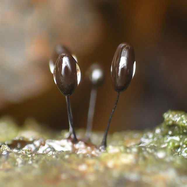 Os mais incríveis fungos e líquens da natureza slime mold 19 | Curiosidades | bizarro, curioso, fungos, incrível, líquens