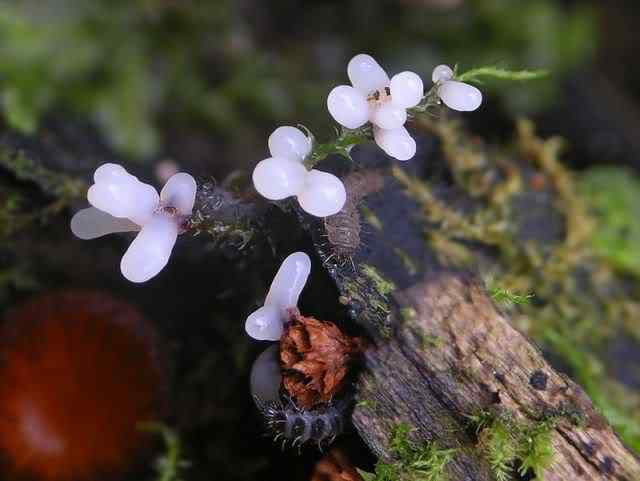Os mais incríveis fungos e líquens da natureza slime mold 20 | Curiosidades | bizarro, curioso, fungos, incrível, líquens